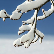Gewächshaus im Winter – Teil 1