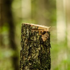 Wenn ein alter Baum dem neuen Gewächshaus weichen muss – so wird ein Baum richtig gefällt